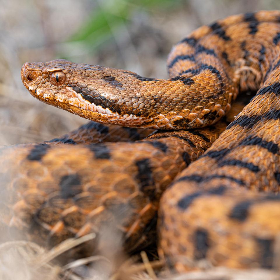H ren Bei Schlangen Tiere Nehmen Mehr Wahr Als Gedacht GEO 
