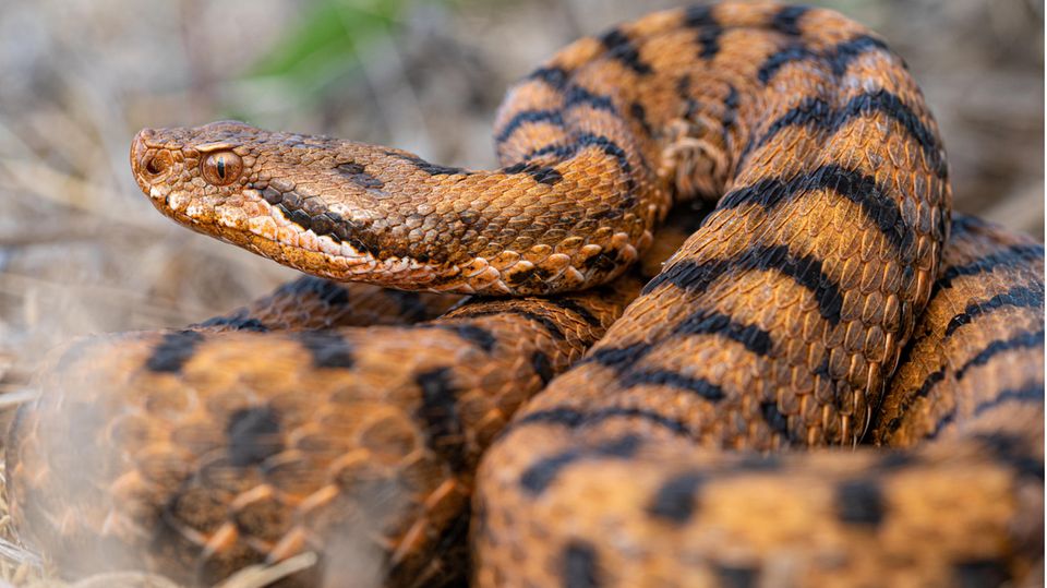 Aspisviper