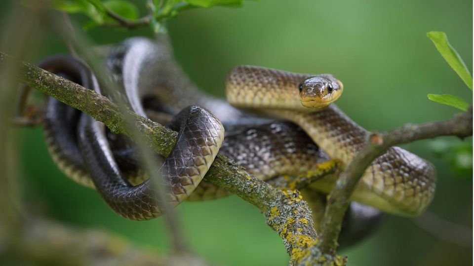 Äskulapnatter (Elahe longissima) schlängelt sich auf einem Ast entlang