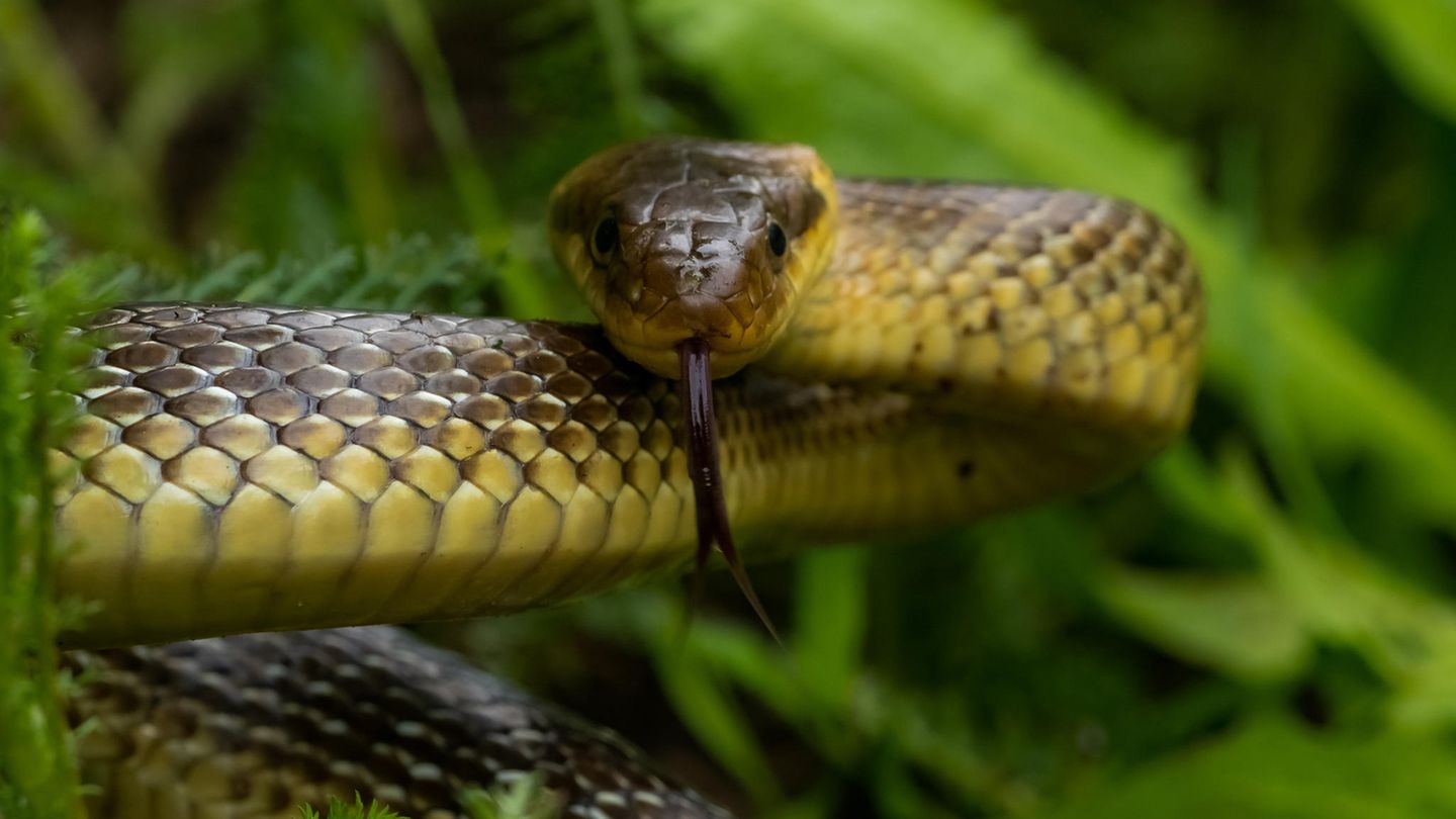 Zamenis longissimus
