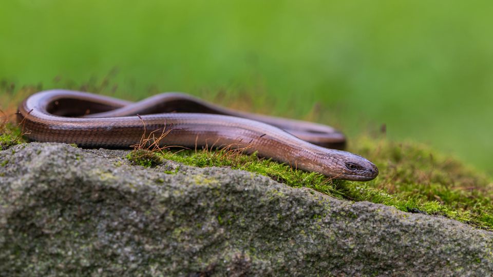 Blindschleiche auf einem bemoosten Fels