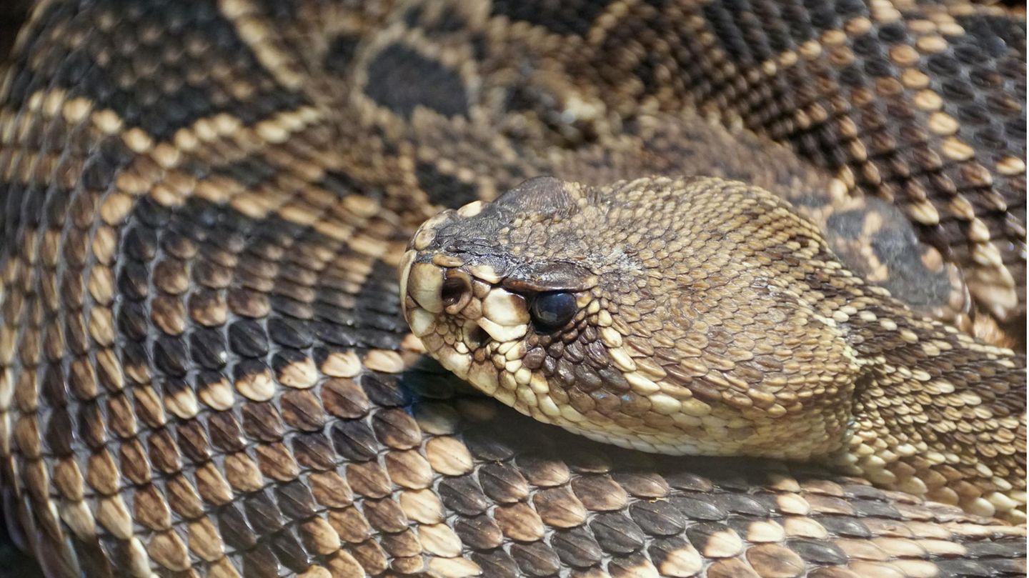 Klapperschlange Crotalus adamanteus