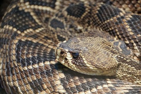 Klapperschlange Crotalus adamanteus
