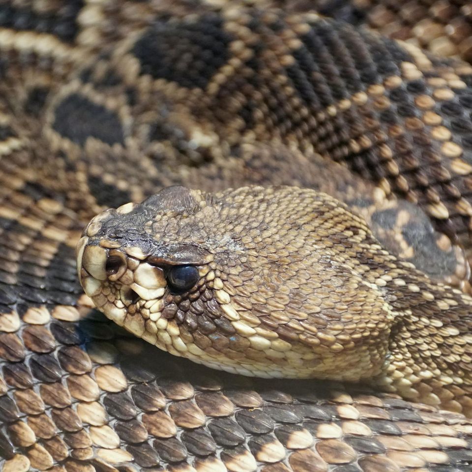 Klapperschlange Crotalus adamanteus Klapperschlange Crotalus adamanteus