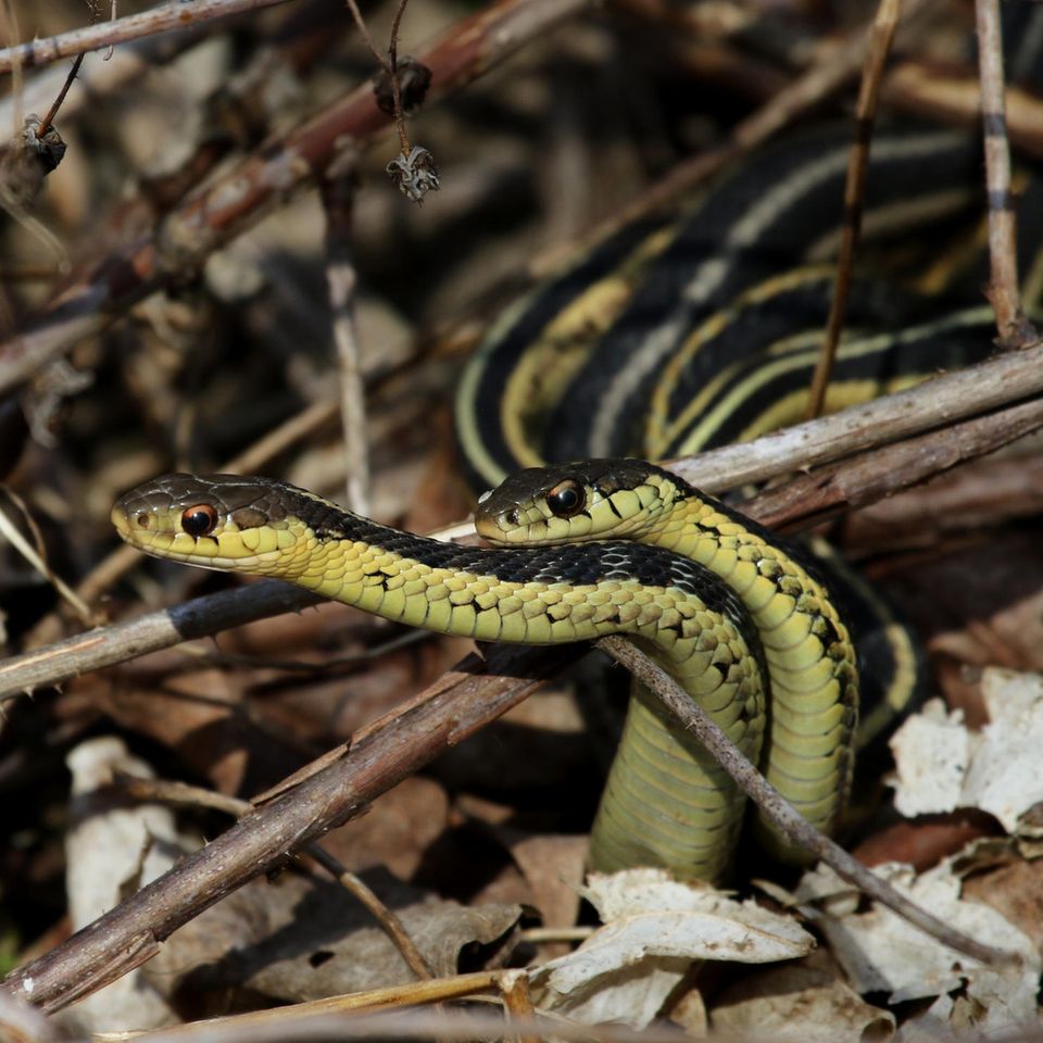 Thamnophis sirtalis sirtalis