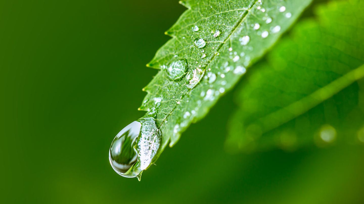 Regenwasser zu trinken wäre vielerorts wegen der gesenkten Grenzwerte für PFAS nicht ratsam