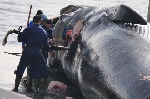 Arbeiter entfernen eine nicht detonierte Harpune aus einem getöteten Finnwal