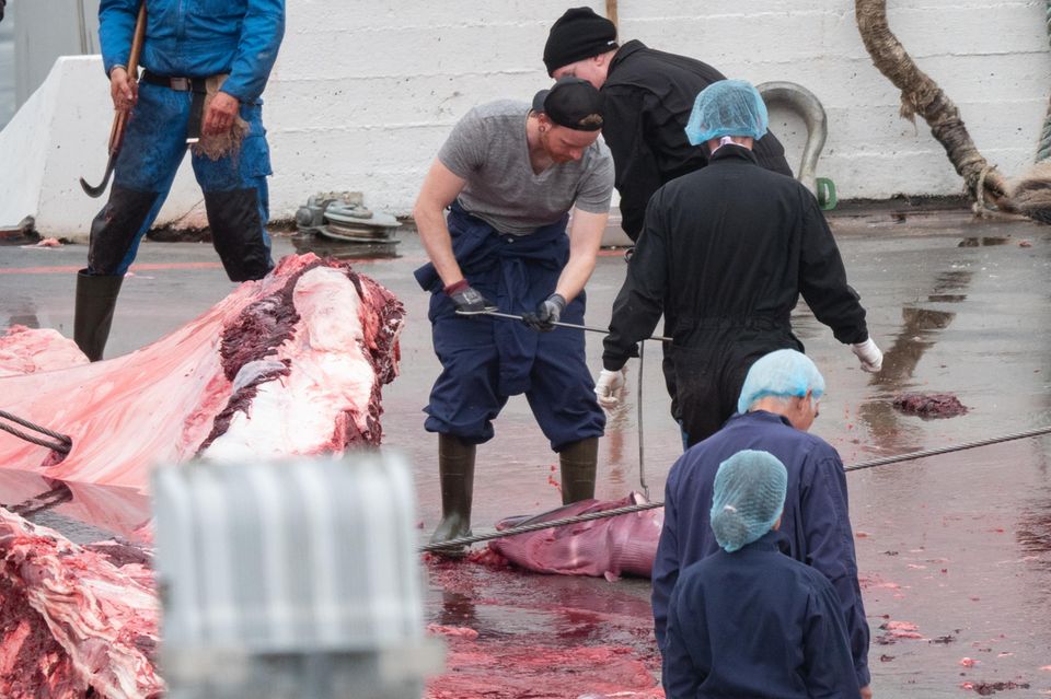 Eines der qualvoll getöteten Finnwal-Weibchen war schwanger. Nach dem Zerlegen an Land wird der tote Fötus beiseitegeschafft