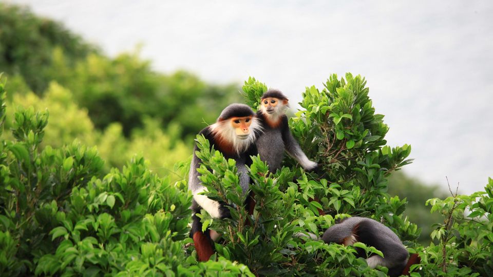 Zwei Affen auf Bäumen