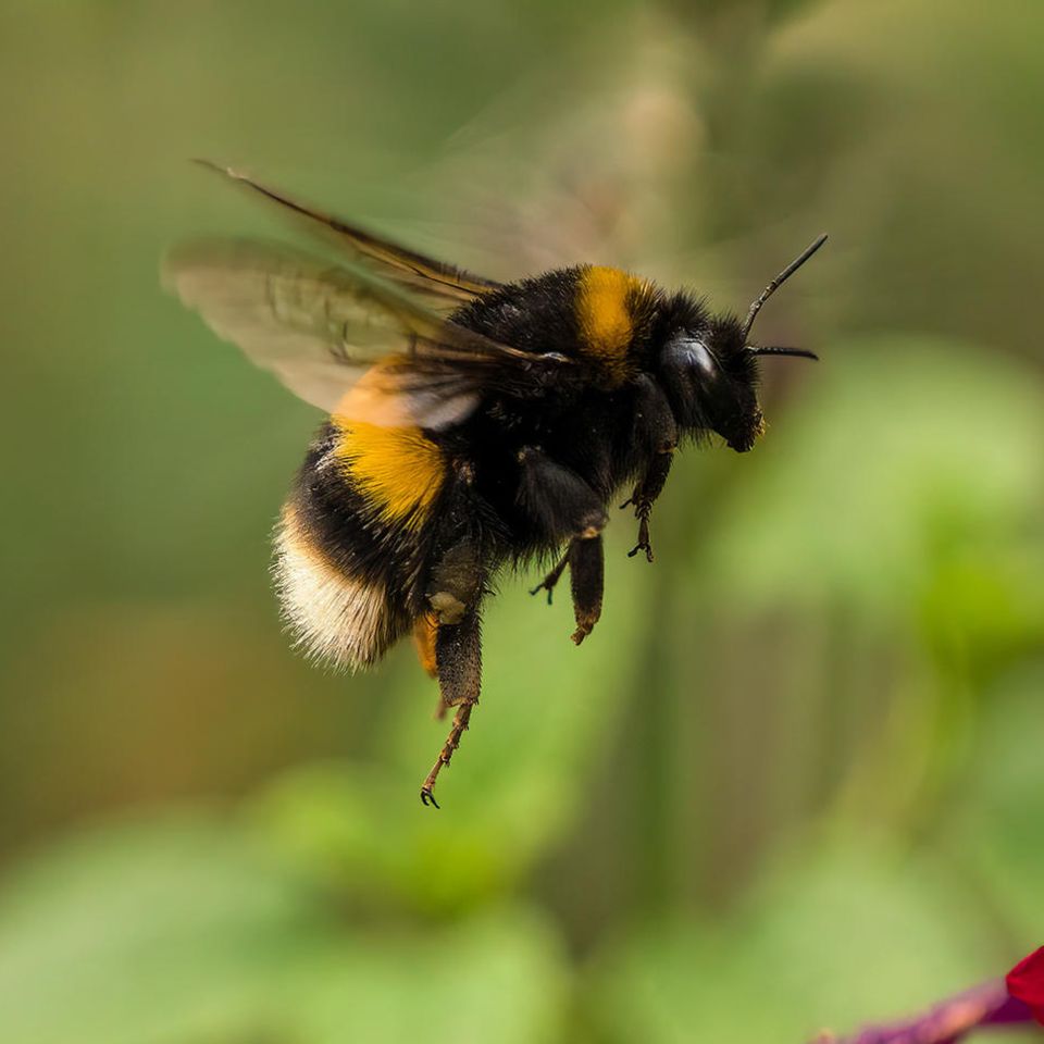 Der Legende nach entstand in den 1930-er Jahren unter Studenten der Universität Göttingen die Idee, dass Hummeln "eigentlich" zu schwer seien, um zu fliegen. Ihre Flügel galten als zu klein. Die Berechnung basierte allerdings auf der Annahme, dass die Flügel starr seien wie die Tragflächen eines Flugzeugs. Da sie aber elastisch sind, bilden sich Wirbel, die für zusätzlichen Auftrieb sorgen. Aber Berechnung hin oder hier: Wir sehen ja, dass sie fliegen können. Ziemlich gut sogar.