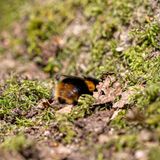 Wie Honigbienen auch, leben Hummeln in Staaten, die Staaten existieren aber jeweils nur ein Jahr: Im Herbst sterben alle Arbeiterinnen. Nur die Königinnen überwintern, die im kommenden Frühjahr im Erdreich nach geeigneten Höhlen suchen, um einen neuen Staat gründen. Der besteht, je nach Art, aus 50 bis mehreren Hundert Arbeiterinnen.