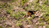 Wie Honigbienen auch, leben Hummeln in Staaten, die Staaten existieren aber jeweils nur ein Jahr: Im Herbst sterben alle Arbeiterinnen. Nur die Königinnen überwintern, die im kommenden Frühjahr im Erdreich nach geeigneten Höhlen suchen, um einen neuen Staat gründen. Der besteht, je nach Art, aus 50 bis mehreren Hundert Arbeiterinnen.
