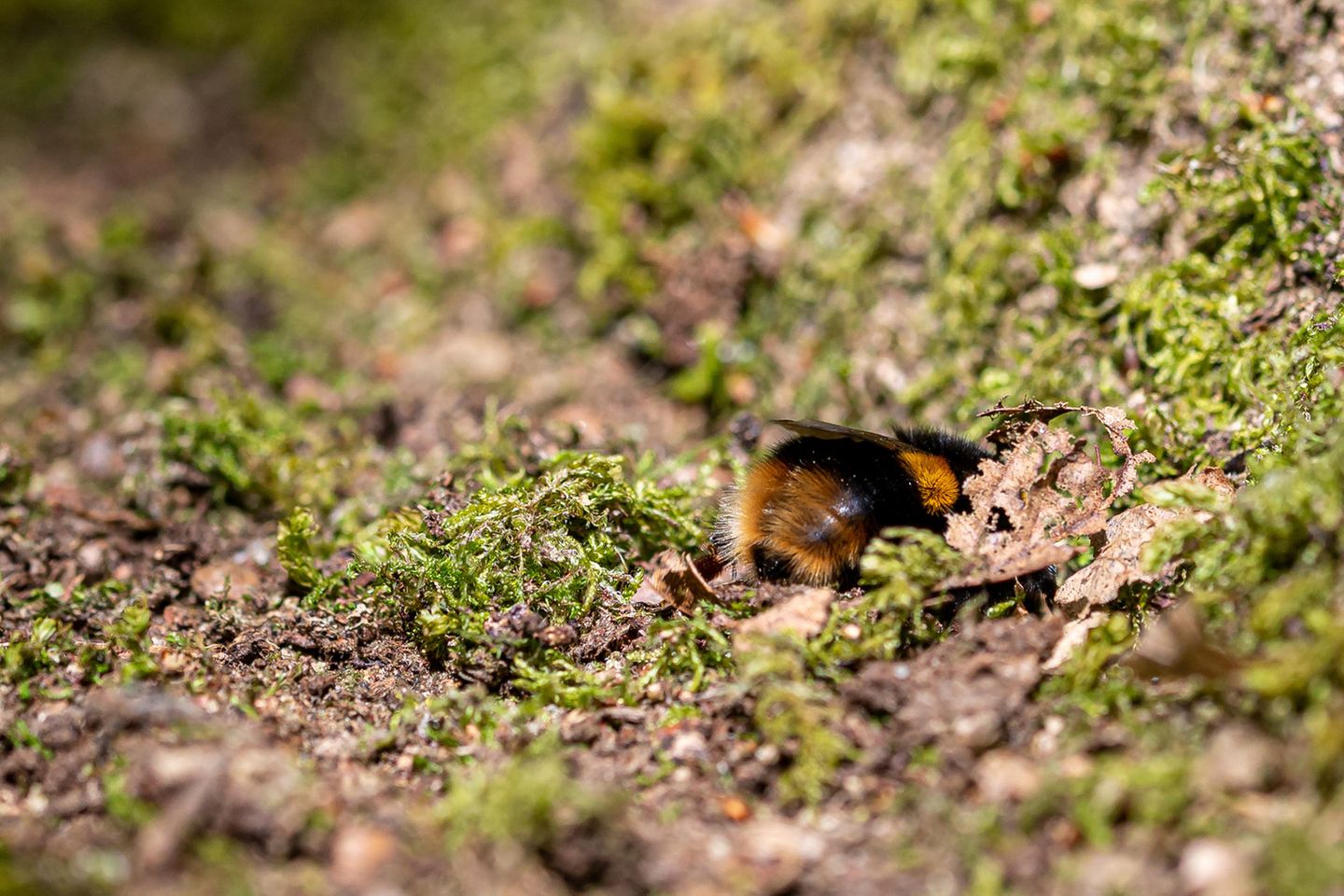 Wie Honigbienen auch, leben Hummeln in Staaten, die Staaten existieren aber jeweils nur ein Jahr: Im Herbst sterben alle Arbeiterinnen. Nur die Königinnen überwintern, die im kommenden Frühjahr im Erdreich nach geeigneten Höhlen suchen, um einen neuen Staat gründen. Der besteht, je nach Art, aus 50 bis mehreren Hundert Arbeiterinnen.