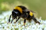 Wenn davon die Rede ist, dass wir Menschen in der Landwirtschaft auf Bienen als Bestäuber angewiesen seien, denken wohl die meisten an die Honigbiene. Fakt ist aber, dass die Hummel mit ihrer extrem langen Zunge eine ebenso gute Bestäuberin ist. Wenn der Blütenkelch noch nicht geöffnet ist, etwa im zeitigen Frühjahr, greift die Hummel zu einem Trick: Sie beißt ein Loch in den Grund der Blütenblätter, um vorzeitig an Nektar und Pollen zu gelangen.