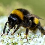 Wenn davon die Rede ist, dass wir Menschen in der Landwirtschaft auf Bienen als Bestäuber angewiesen seien, denken wohl die meisten an die Honigbiene. Fakt ist aber, dass die Hummel mit ihrer extrem langen Zunge eine ebenso gute Bestäuberin ist. Wenn der Blütenkelch noch nicht geöffnet ist, etwa im zeitigen Frühjahr, greift die Hummel zu einem Trick: Sie beißt ein Loch in den Grund der Blütenblätter, um vorzeitig an Nektar und Pollen zu gelangen.