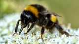 Wenn davon die Rede ist, dass wir Menschen in der Landwirtschaft auf Bienen als Bestäuber angewiesen seien, denken wohl die meisten an die Honigbiene. Fakt ist aber, dass die Hummel mit ihrer extrem langen Zunge eine ebenso gute Bestäuberin ist. Wenn der Blütenkelch noch nicht geöffnet ist, etwa im zeitigen Frühjahr, greift die Hummel zu einem Trick: Sie beißt ein Loch in den Grund der Blütenblätter, um vorzeitig an Nektar und Pollen zu gelangen.