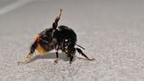 Auch wenn Hummeln irgendwie gemütlich wirken: Treibt man sie in die Enge, können sie stechen. Sie tun das allerdings nur im äußersten Notfall. Darum ist auch selten von Menschen zu hören, die von einer Hummel gestochen wurden.