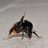 Auch wenn Hummeln irgendwie gemütlich wirken: Treibt man sie in die Enge, können sie stechen. Sie tun das allerdings nur im äußersten Notfall. Darum ist auch selten von Menschen zu hören, die von einer Hummel gestochen wurden.