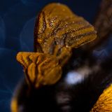 Was nur wenige wissen: Wie alle Bienen haben auch Hummeln zwei Flügelpaare. Die sind allerdings im Ruhezustand nicht erkennbar – und im Flug so aneinandergekoppelt, dass sie funktional wie ein Paar arbeiten. Hummeln können aber beide Flügelpaare aktiv entkoppeln, etwa, um sie zu putzen.