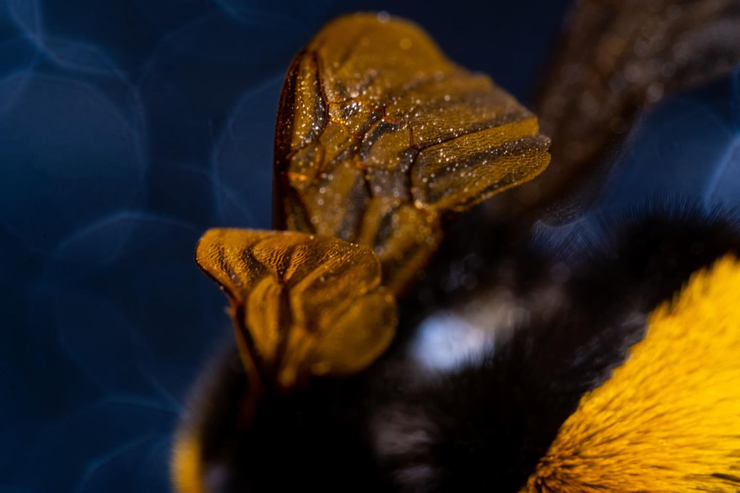 Was nur wenige wissen: Wie alle Bienen haben auch Hummeln zwei Flügelpaare. Die sind allerdings im Ruhezustand nicht erkennbar – und im Flug so aneinandergekoppelt, dass sie funktional wie ein Paar arbeiten. Hummeln können aber beide Flügelpaare aktiv entkoppeln, etwa, um sie zu putzen.