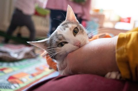 Permethrin-haltige Zeckenmittel können für Katzen schwere oder gar tödliche Vergiftungen zur Folge haben. Foto: Sebastian Gollno