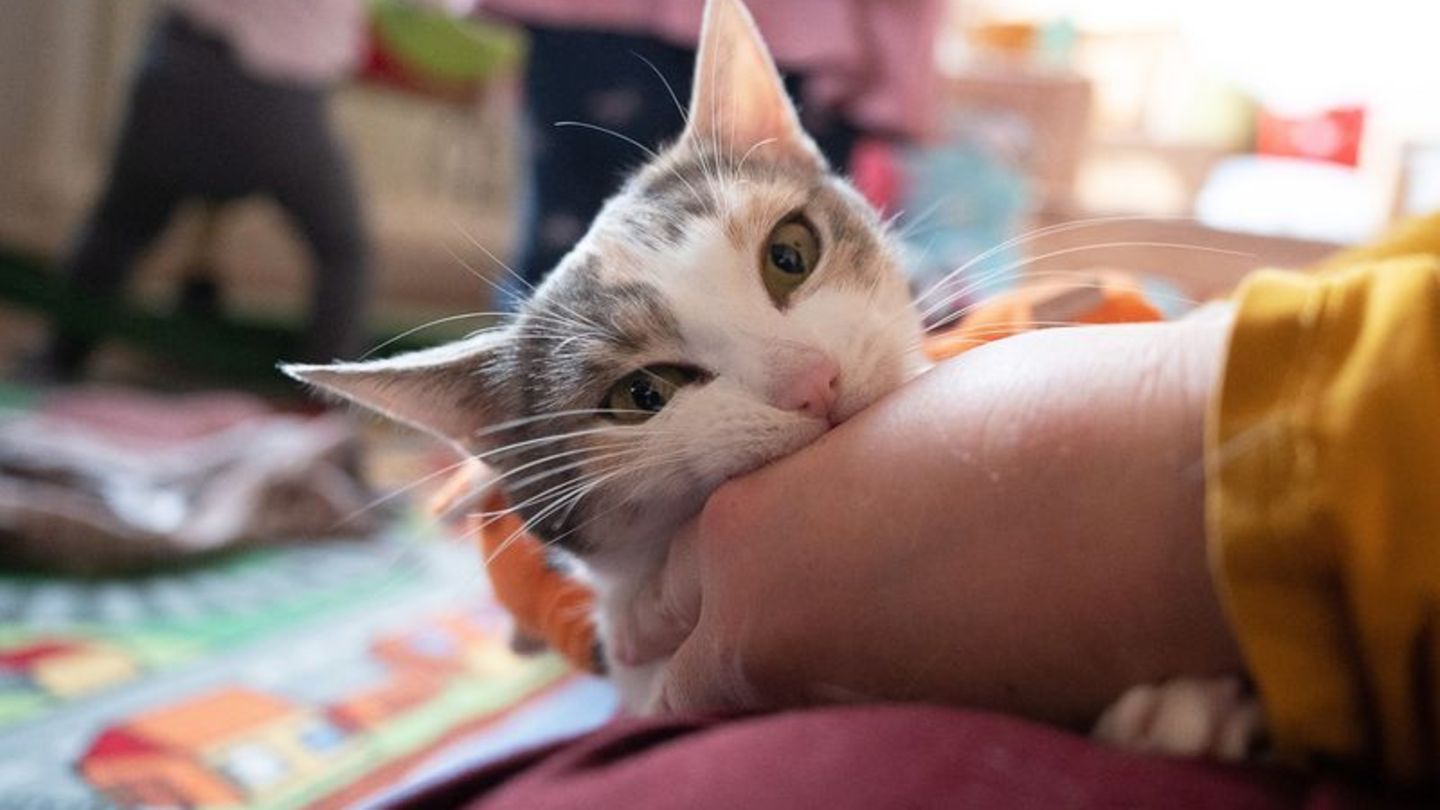 Permethrin-haltige Zeckenmittel können für Katzen schwere oder gar tödliche Vergiftungen zur Folge haben