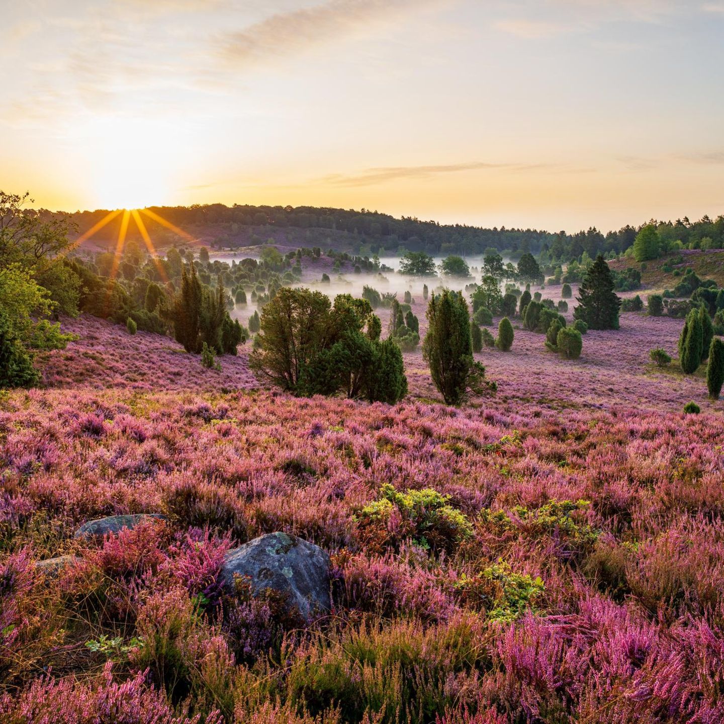 In welchem Monat blüht die Lüneburger Heide?