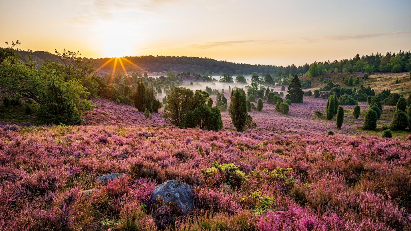 Blick auf die Lüneburger Heide