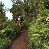Zwei Personen wandern einen schmalen Pfad, der von Pflanzen umgeben ist, entlang