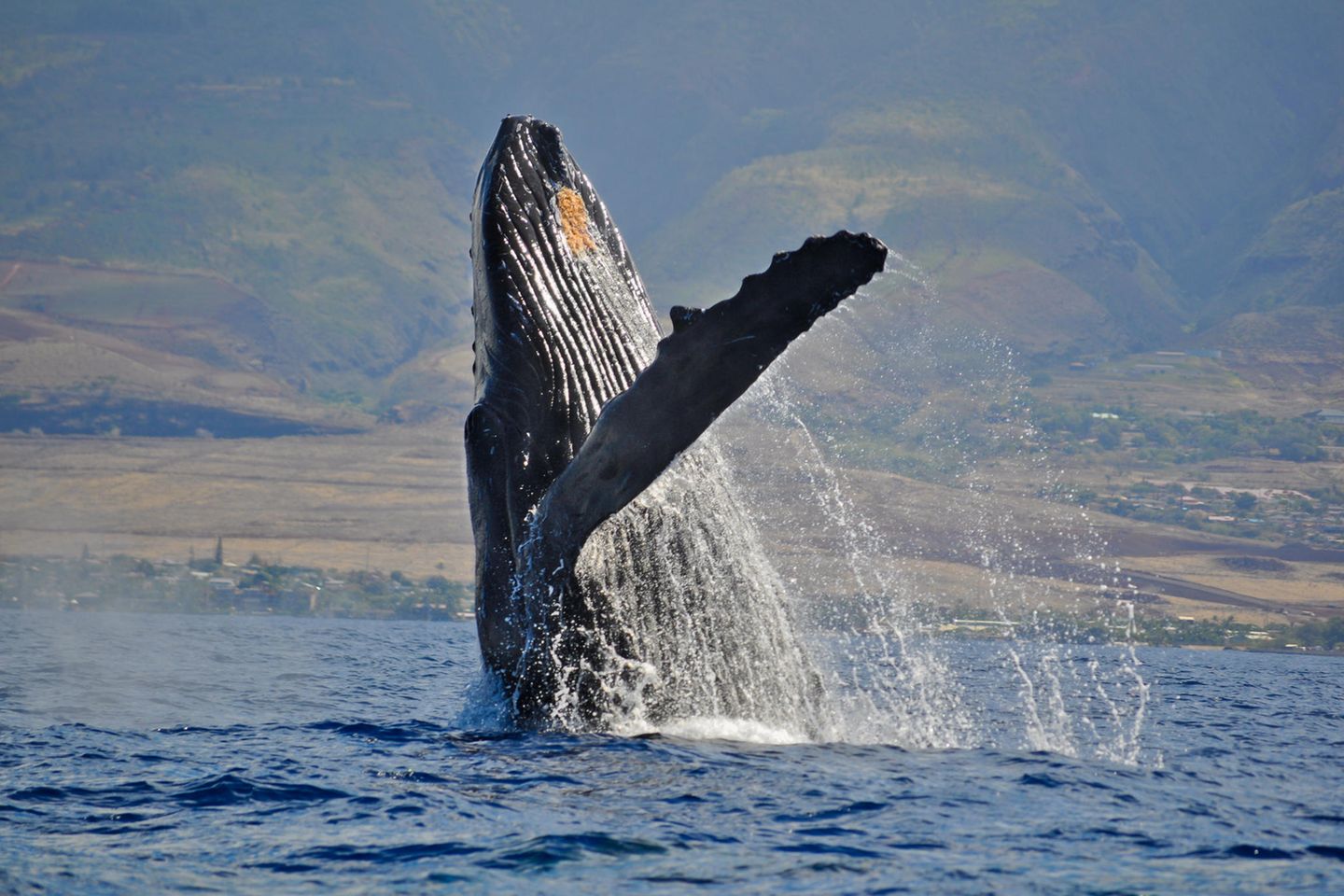 Whale Watching bei Poipu Ein Buckelwal vor der Küste