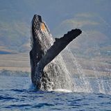 Ein Buckelwal vor der Küste