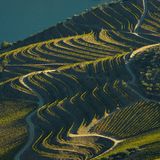 Weinfelder im Alto Douro, Portugal