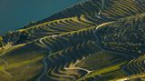 Weinfelder im Alto Douro, Portugal