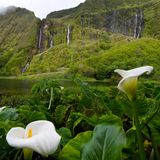 Fasserfälle auf der Azoreninsel Flores