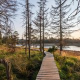 Ein Holzsteg des Rundwanderwegs um die Talsperre Oderteich im Harz