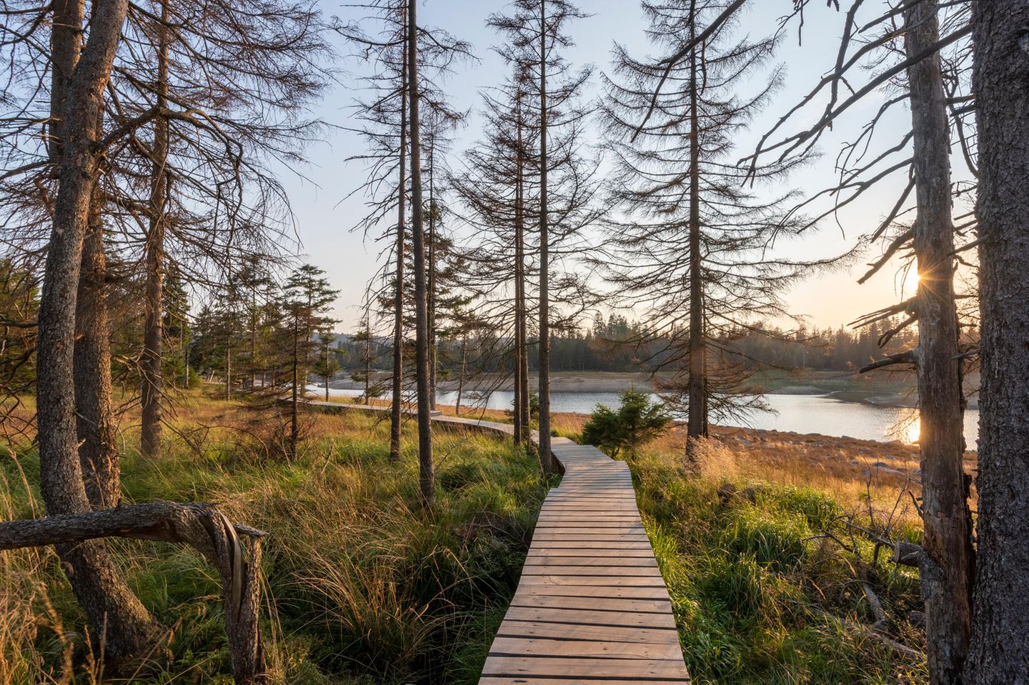 Nationalpark Harz: Auf in die Wildnis Ein Holzsteg des Rundwanderwegs um die Talsperre Oderteich im Harz