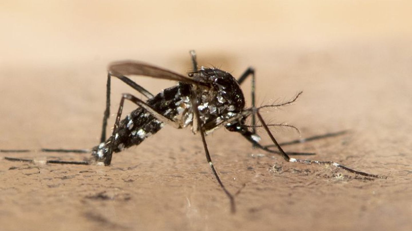 Exotische Stechmückenarten sind in Europa wieder auf dem Vormasch. Sie können gefährliche Viren übertragen