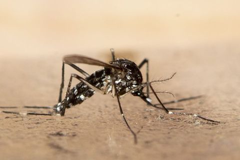 Exotische Stechmückenarten sind in Europa wieder auf dem Vormasch. Sie können gefährliche Viren übertragen. Foto: Ennio Leanza/K