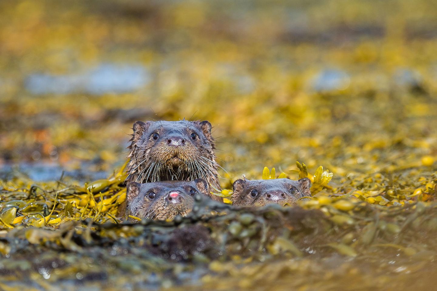 "Die drei Amigos", auch Otter genannt, schwimmen vor William Parkinson Kamera.