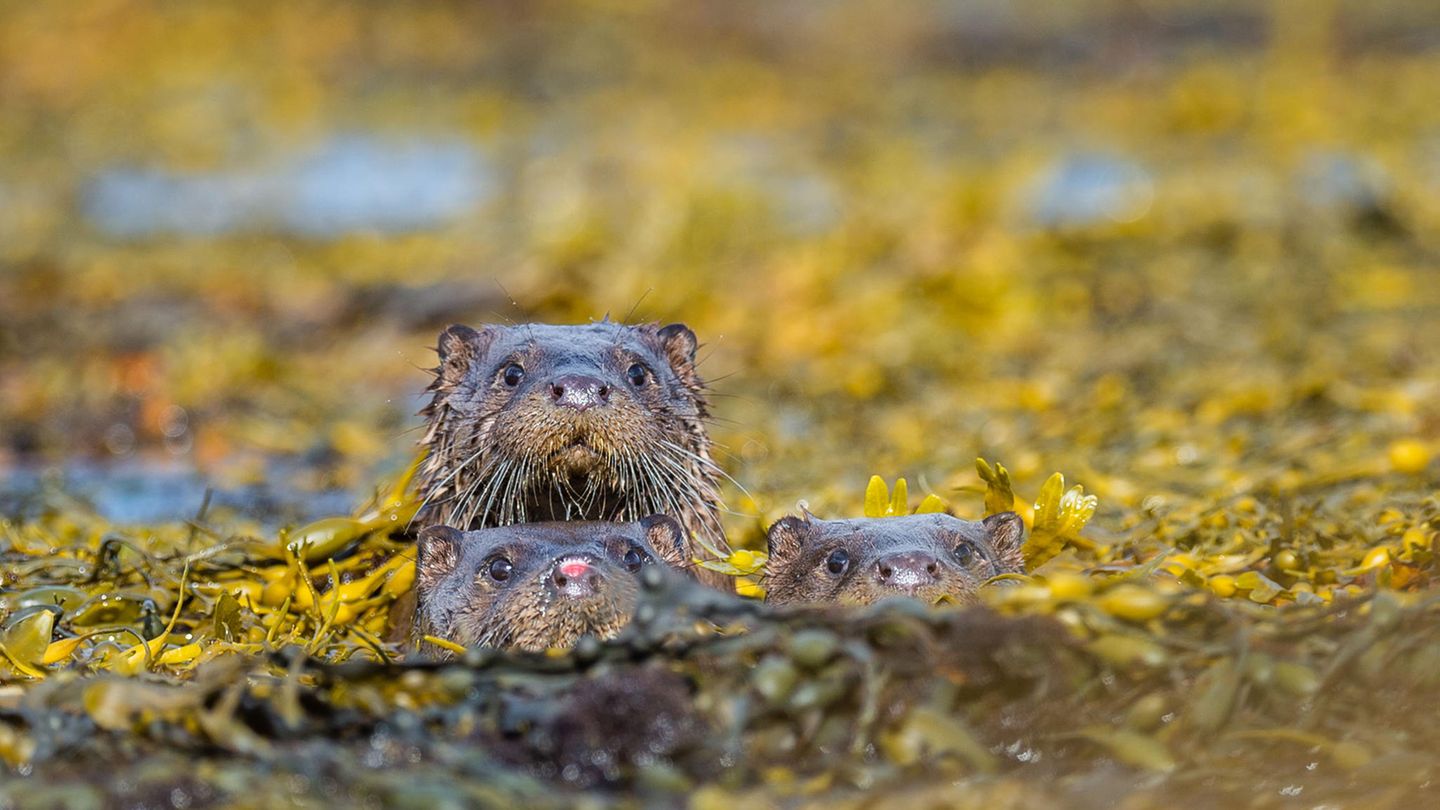"Die drei Amigos", auch Otter genannt, schwimmen vor William Parkinson Kamera.