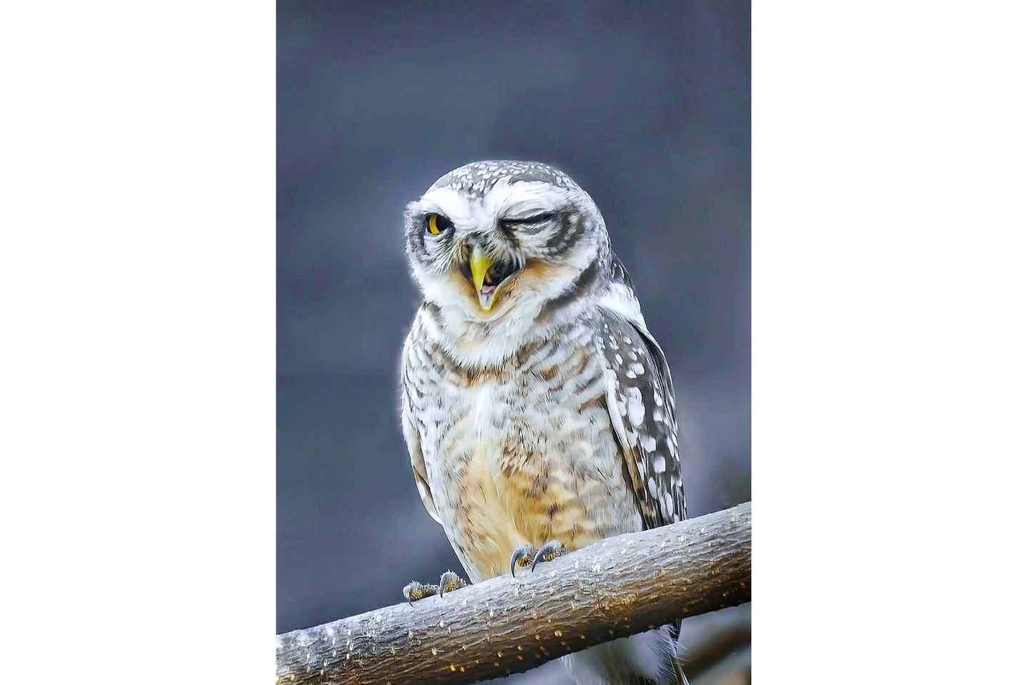 Recht flirty kam die Eule daher, die Sameer Walunj auf seiner Wanderung entdeckte. Nach kurzer Gewöhnungsphase zwinkerte sie (ihn an).