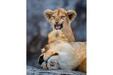Der kleine Löwenjung hat andere Pläne, als die Mutter. Schlafen ist nicht. Ein Foto von Yaron Schmid