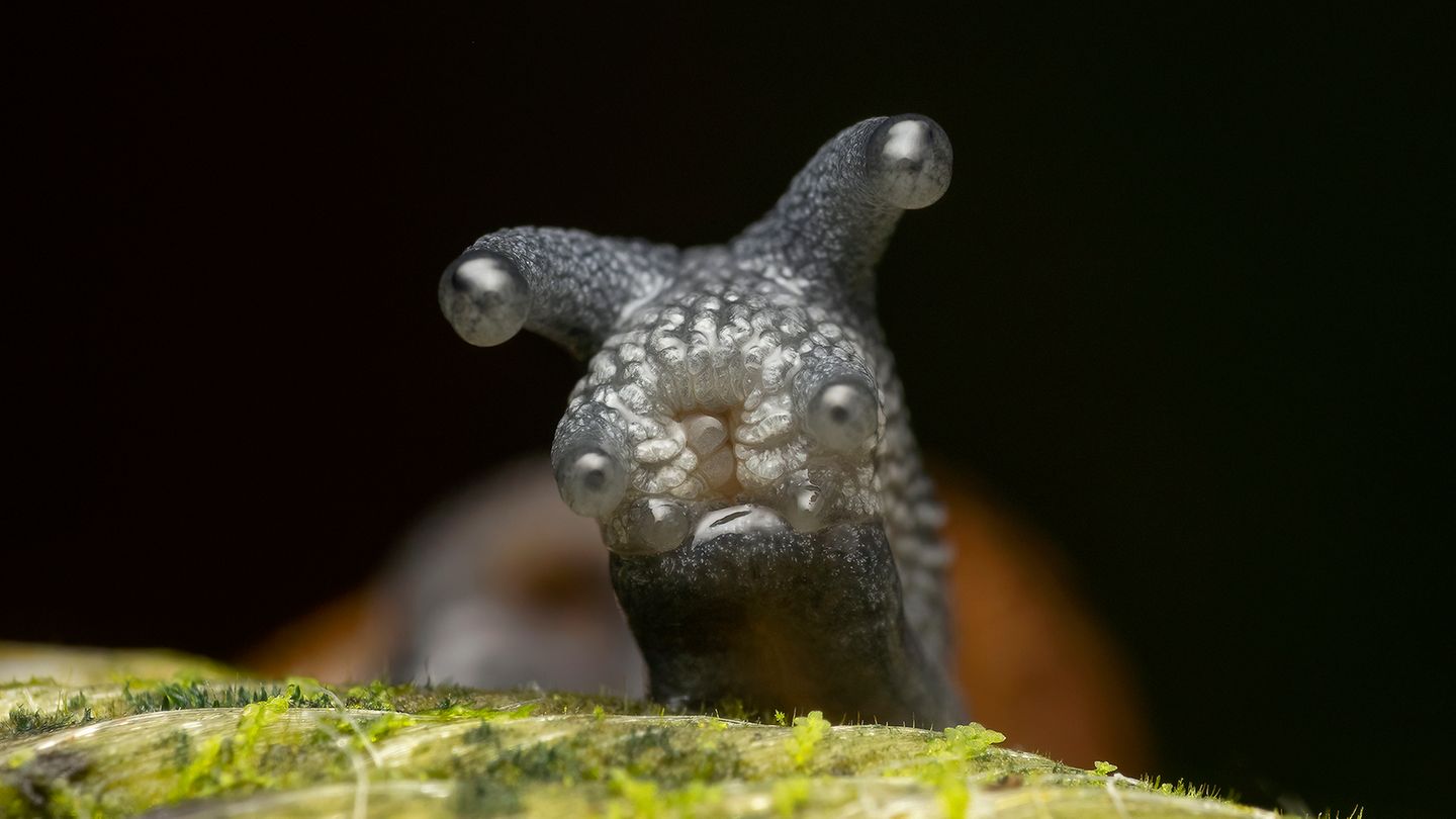An einen Kaiju, ein japanisches Monster, erinnerte den Fotografen PF Loke die kleine Schnecke, die im Thomson Nature Park in Singapur seinen Weg kreuzte.
