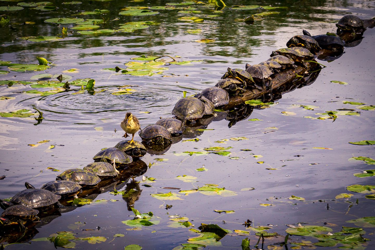 Recht effizient nutzte die kleine Ente Schildkröten-Panzer als Weg. Fotografiert wurde das scheinbar wasserscheue Tierchen von Ryan Sims