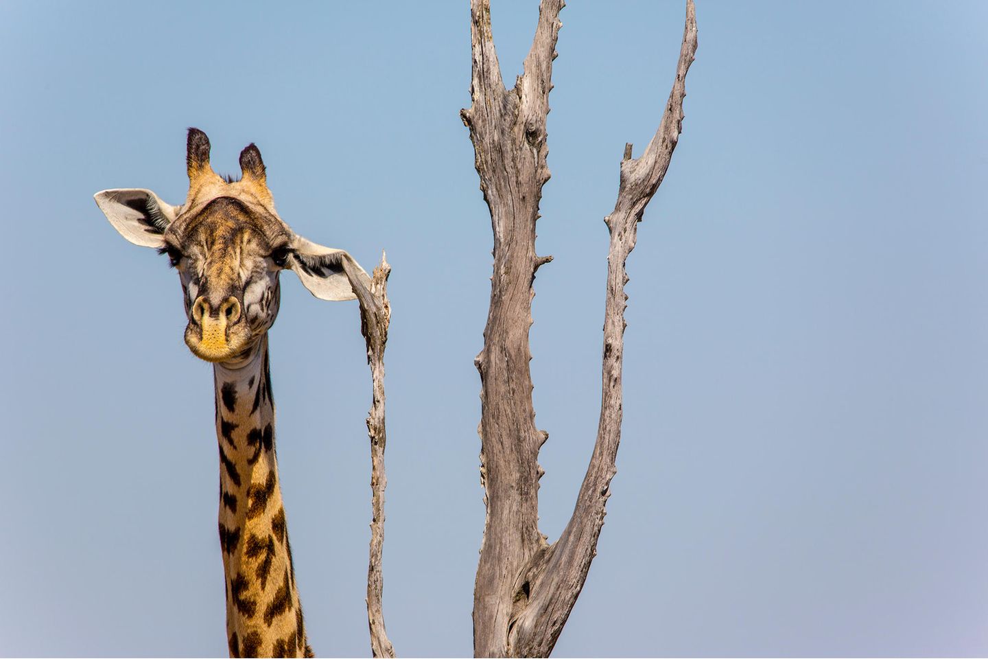 Wenns am Ohr juckt, muss Giraffe erst mal das passende Kratz-Objekt finden. Shelly Perkins konnte diesen Moment mit der Kamera festhalten.
