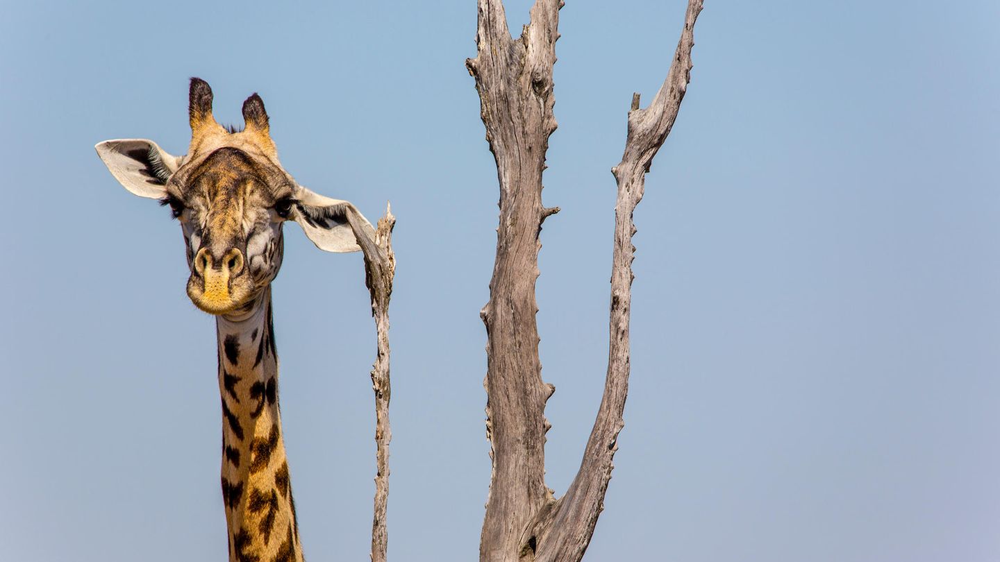 Wenns am Ohr juckt, muss Giraffe erst mal das passende Kratz-Objekt finden. Shelly Perkins konnte diesen Moment mit der Kamera festhalten.