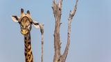Wenns am Ohr juckt, muss Giraffe erst mal das passende Kratz-Objekt finden. Shelly Perkins konnte diesen Moment mit der Kamera festhalten.