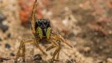 Eine Spinne in Tanzlaune hüpfte Tiffany Heymans vor die Kamera