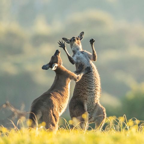 "Etwas nach rechts unten. Ja das ist es. Ooh, das ist besser!", scheint das Westliches Graues Riesenkänguru zu rufen. Lea Scaddan fotografierte diese Szene in Perth, Australia
