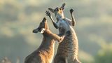 "Etwas nach rechts unten. Ja das ist es. Ooh, das ist besser!", scheint das Westliches Graues Riesenkänguru zu rufen. Lea Scaddan fotografierte diese Szene in Perth, Australia